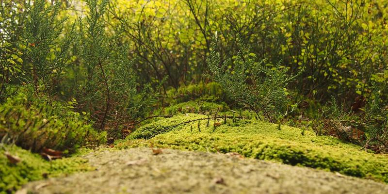 华都VIP96：揭秘顶级会员俱乐部的专属特权与非凡礼宾服务