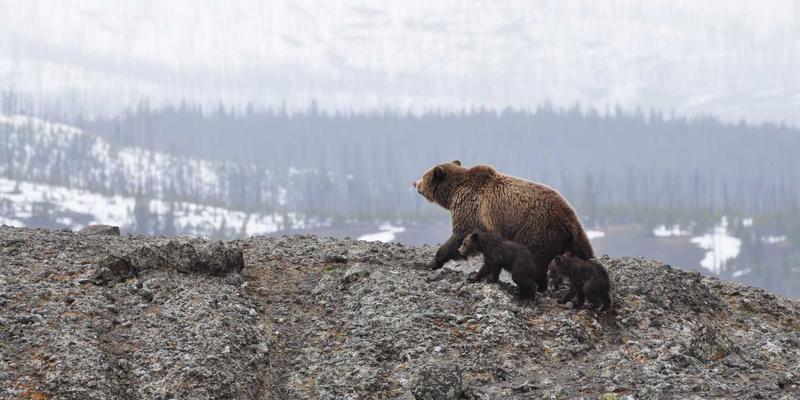 华都VIP会员：解锁精英网络专属特权，优先体验人工智能与量子计算尖端科技