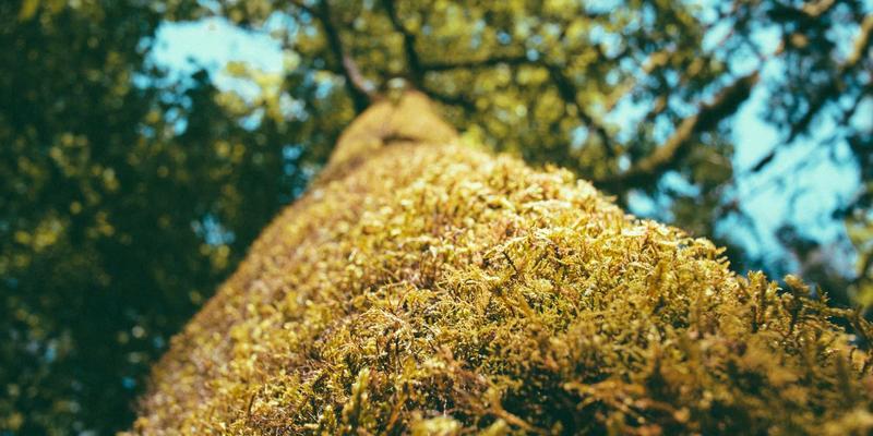 华都VIP艺术鉴赏与收藏投资：解锁高端商务社交与专属特权的财富密码